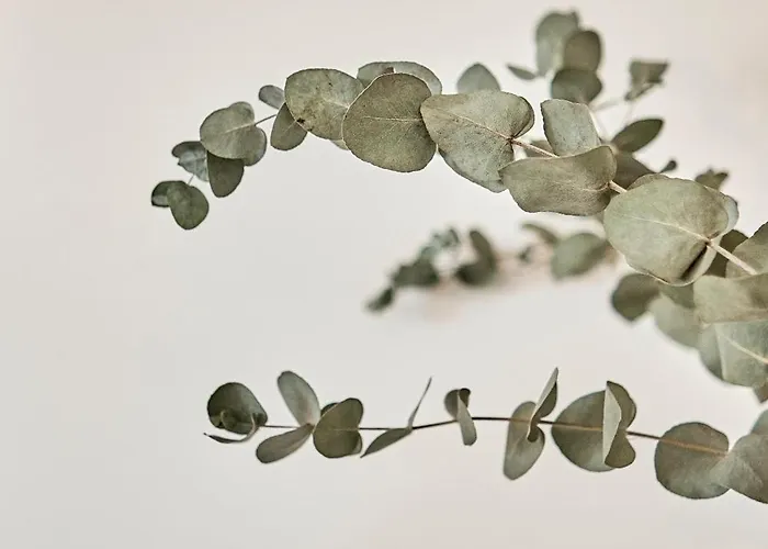 Casa Ferrenas בית נופש מלידה